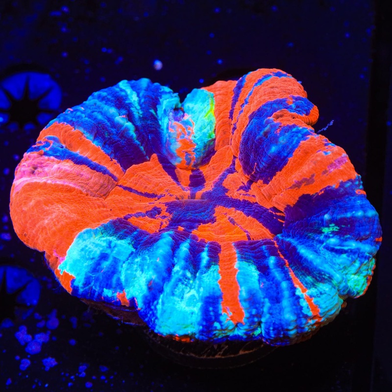 Warpaint Scolymia Coral