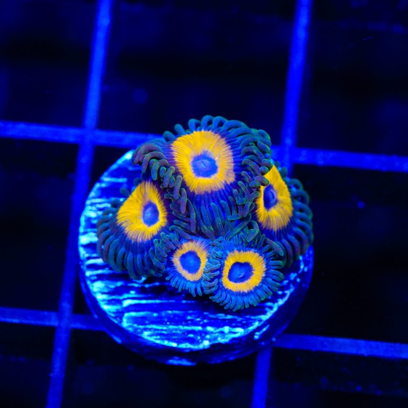 WWC Yellow Submarine Zoanthids Coral