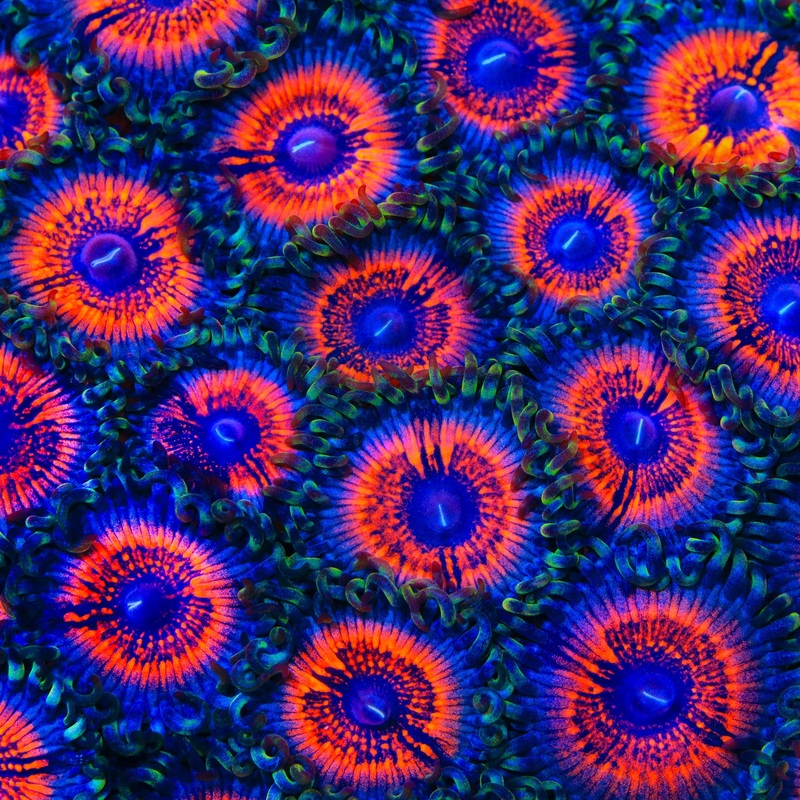 Armor of God Zoanthid Coral