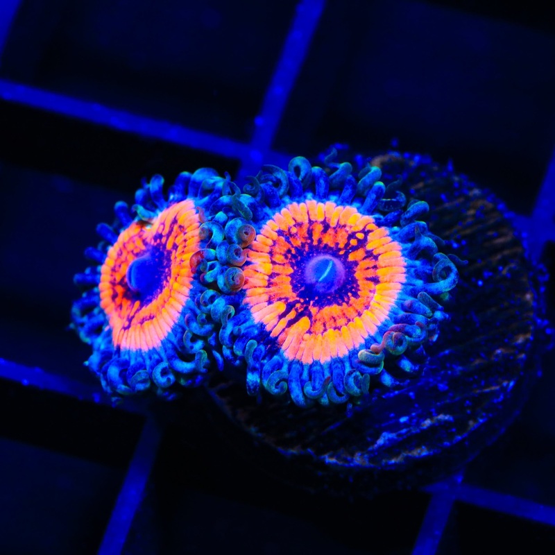 Armor of God Zoanthids Coral