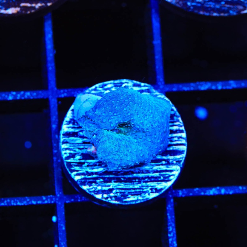 Blue Mushroom Coral