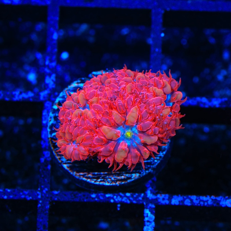 Blue Raven Merletti Blastomussa Coral