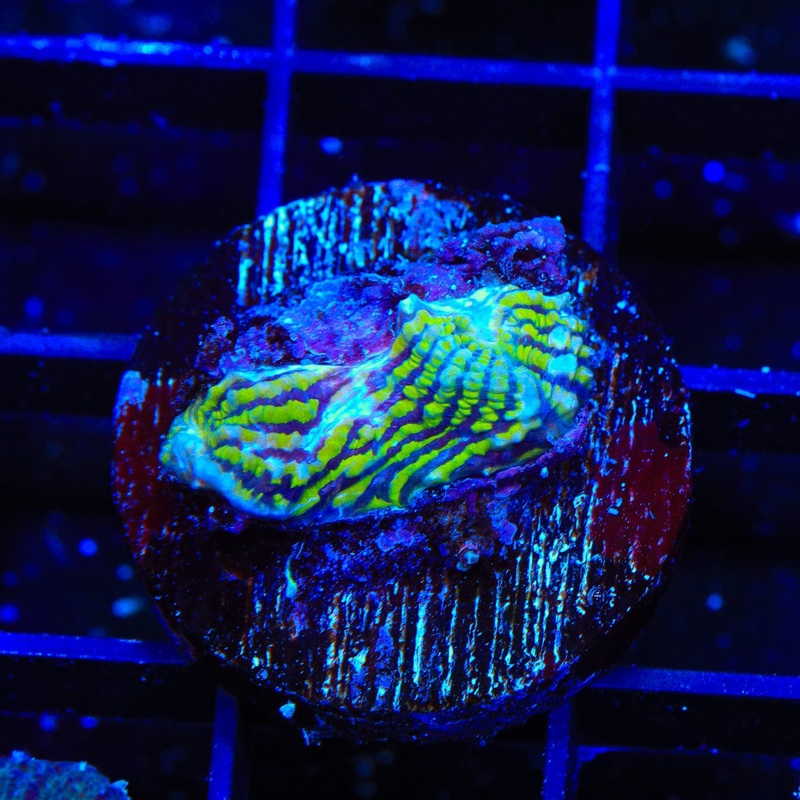 Convict Chalice Coral