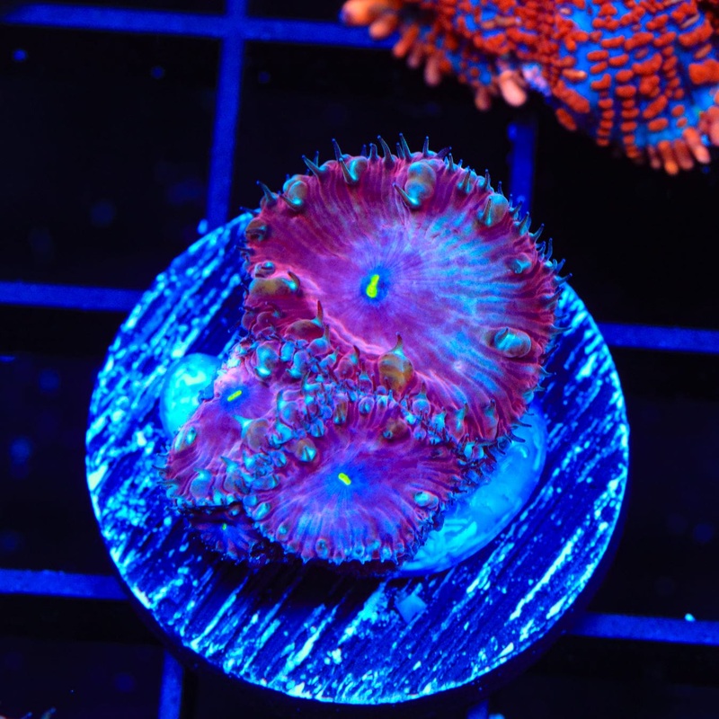 Cranberry Blastomussa Coral