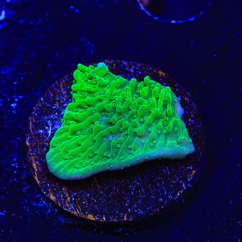 Green Montipora Cap Coral