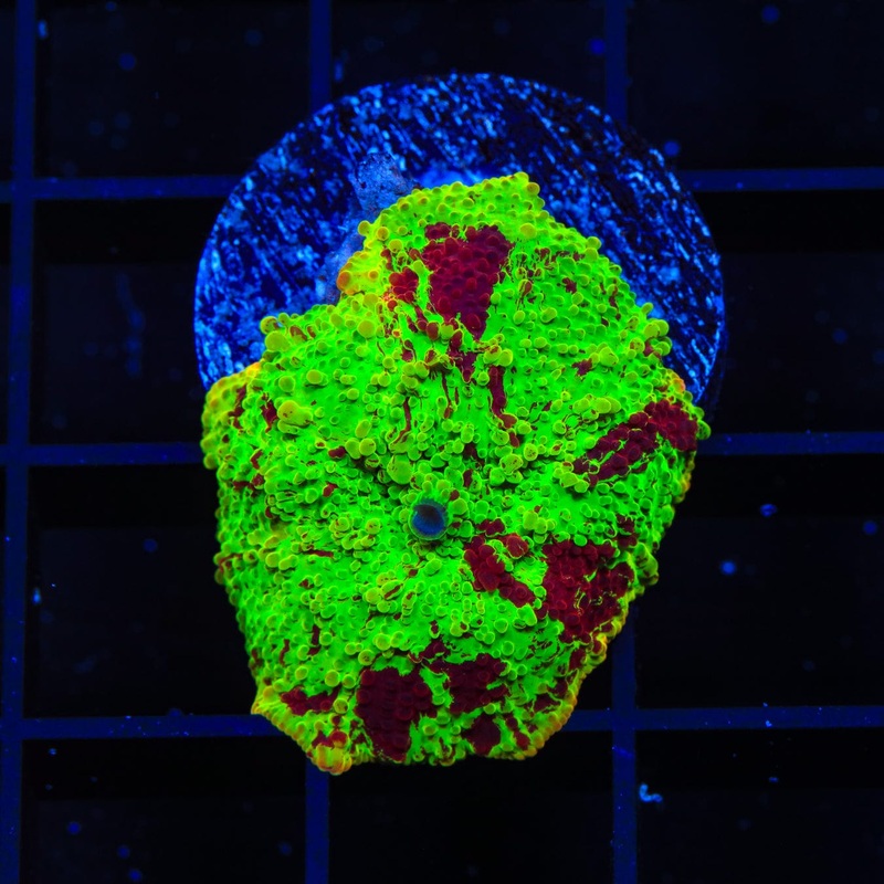 Ultra Eclectus Jawbreaker Mushroom Coral