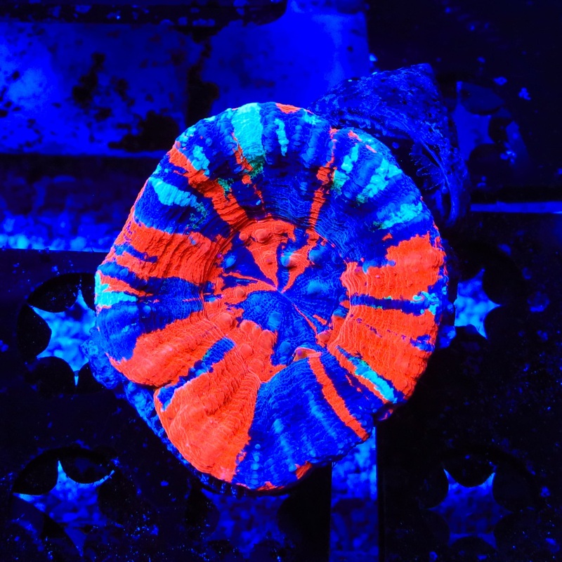 War Paint Scolymia Coral