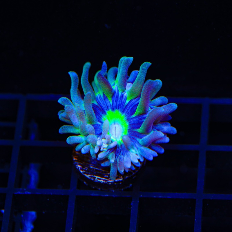 WWC Dream Catcher Duncan Coral