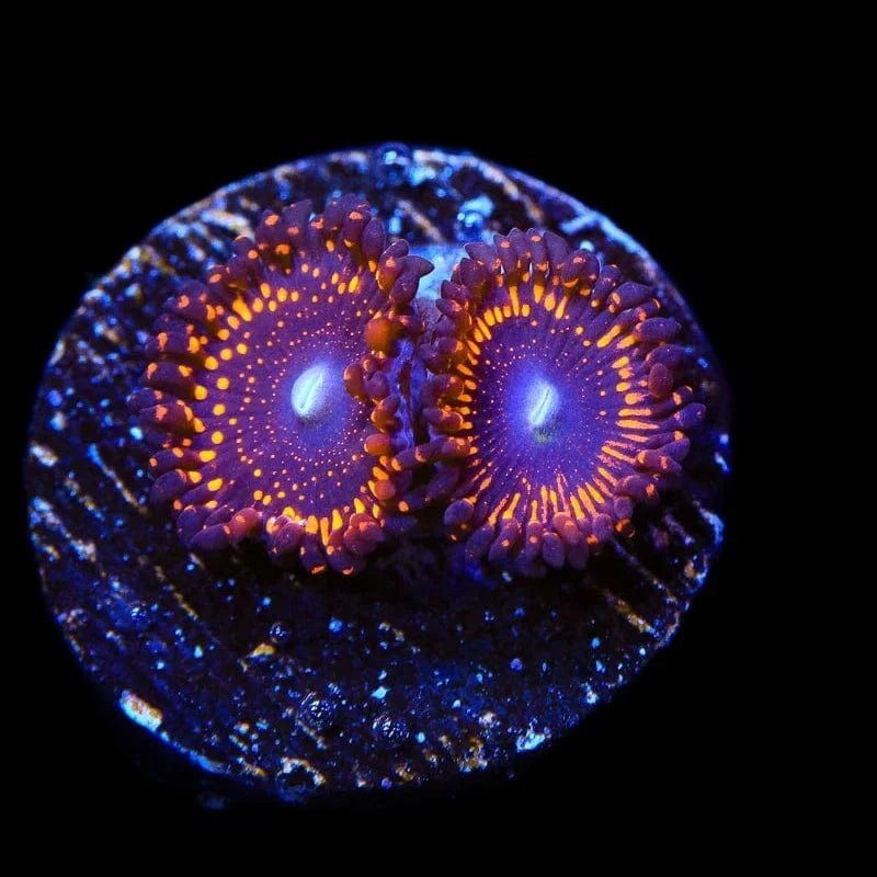 WWC Illuminati Zoanthids Coral