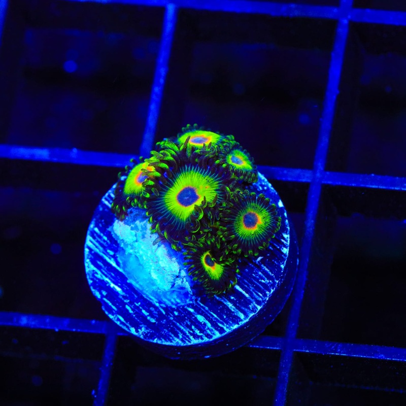 WWC Island Time Zoanthid Coral