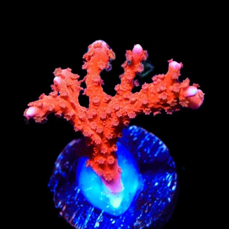 ACI Manila Spy Montipora Coral
