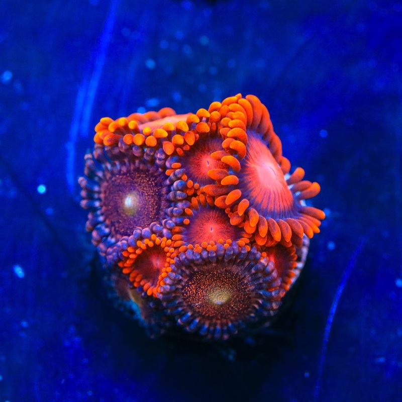 Bam Bam and Mohawk Zoanthids Coral