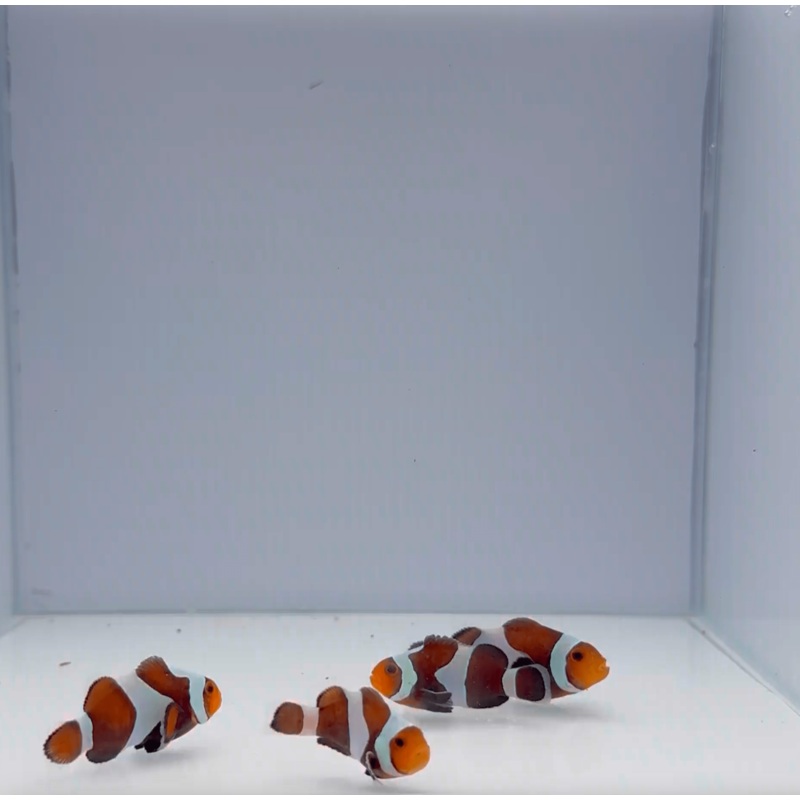 Black Gladiator Clownfish