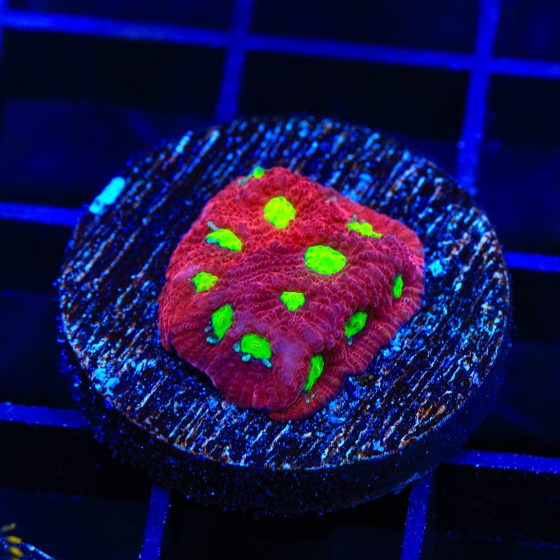 CB Bloodbath Favia Coral