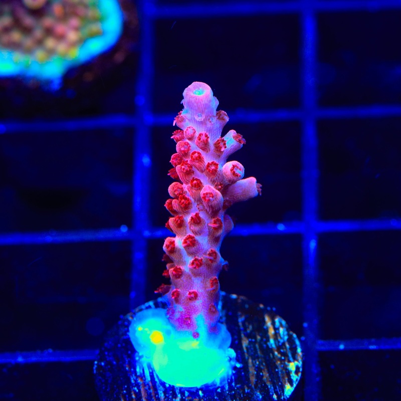 CB Maleficent Acropora Coral