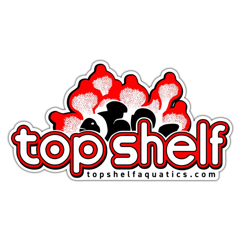 Clownfish Anemone Sticker