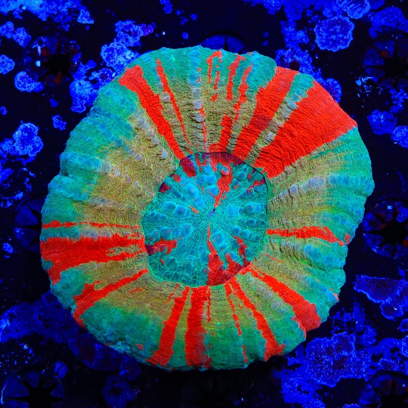 Ultra Scolymia Coral