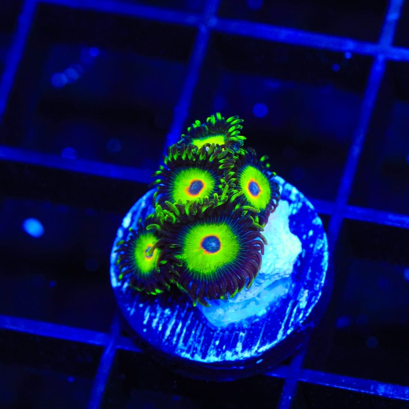 WWC Island Time Zoanthid Coral