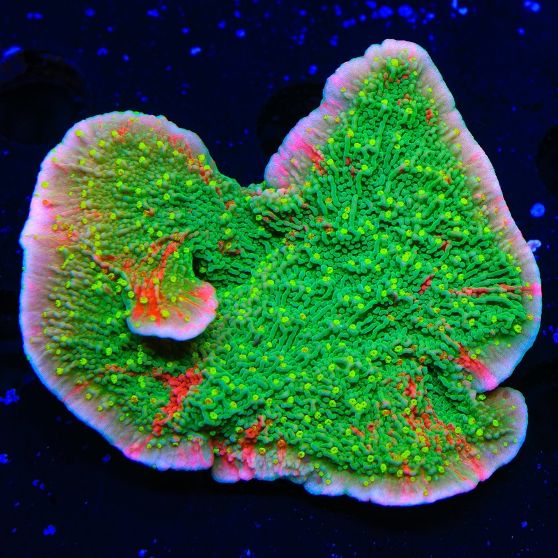 WWC Sunfire Montipora Cap XL Frag Coral