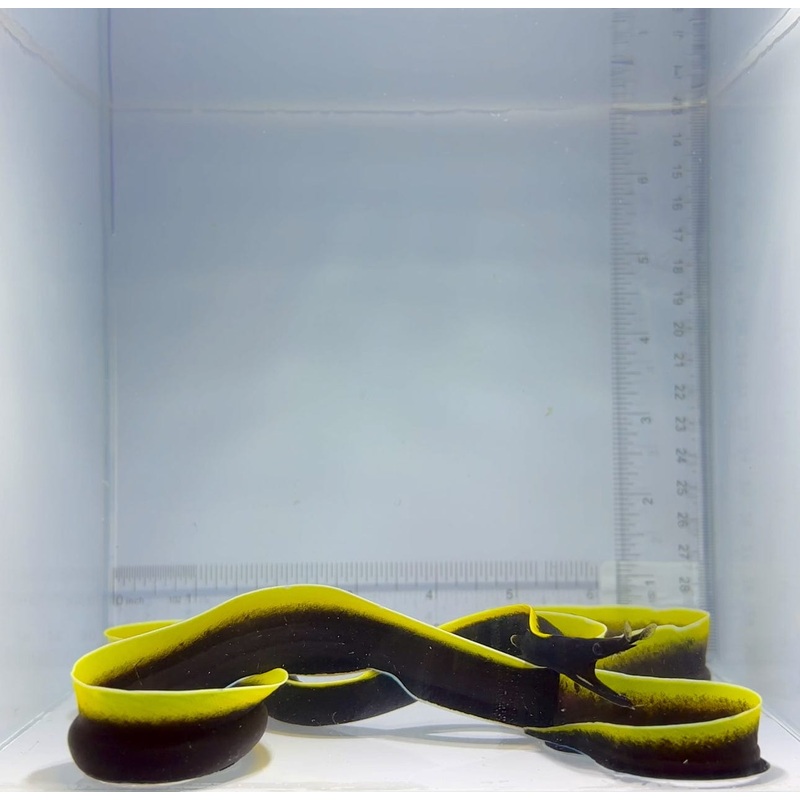 Black Ribbon Eel Fish