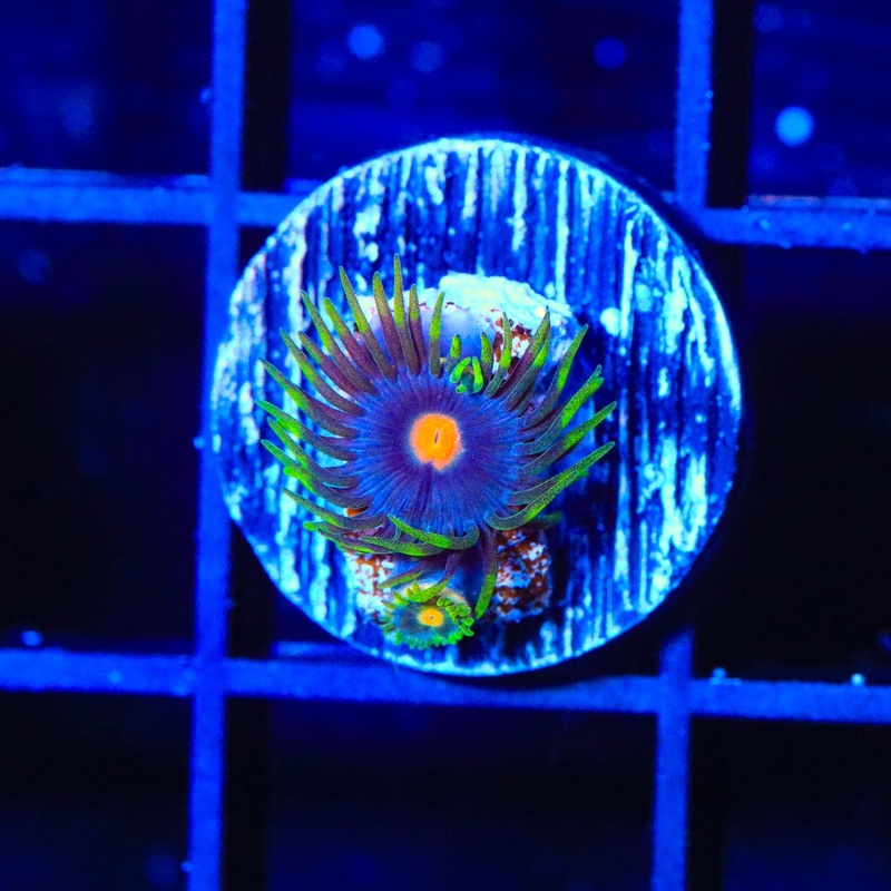 Blow Pop Zoanthids Coral