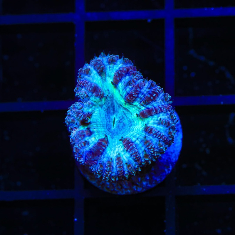 Blue Raspberry Blastomussa Coral