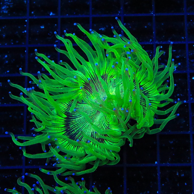 Blue Tip Elegance Coral