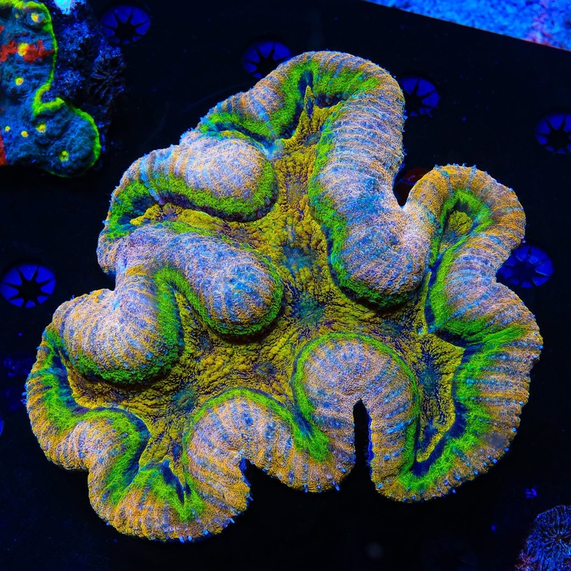 Crazy Rainbow Symphyllia Coral