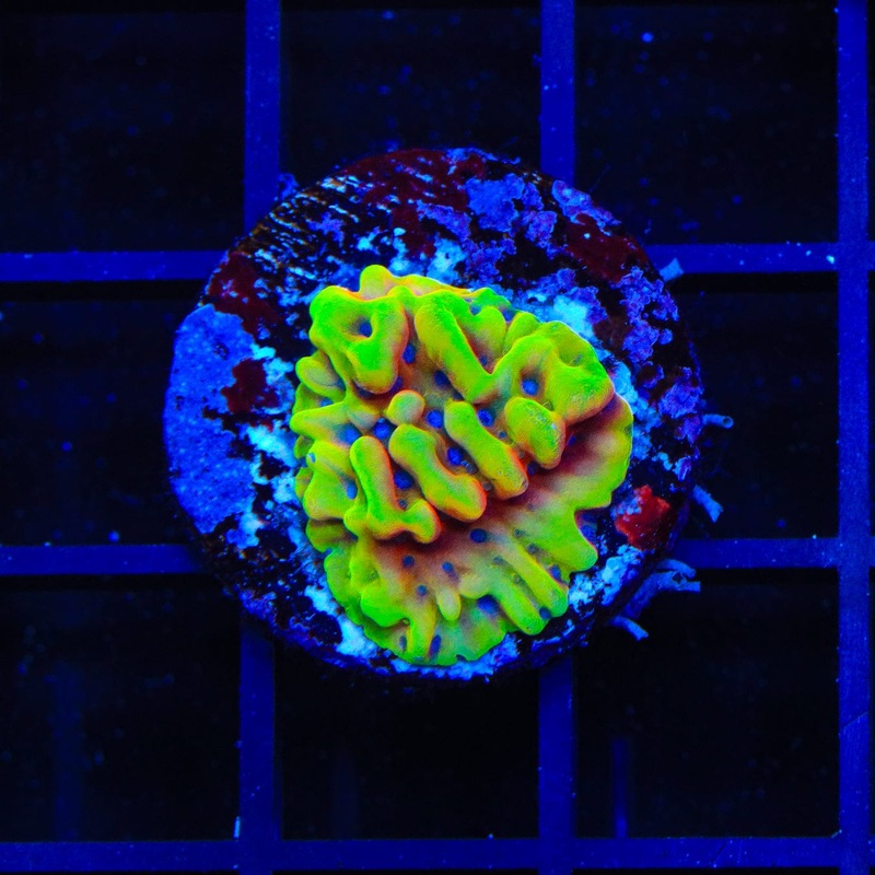 JF Beach Bum Montipora Coral
