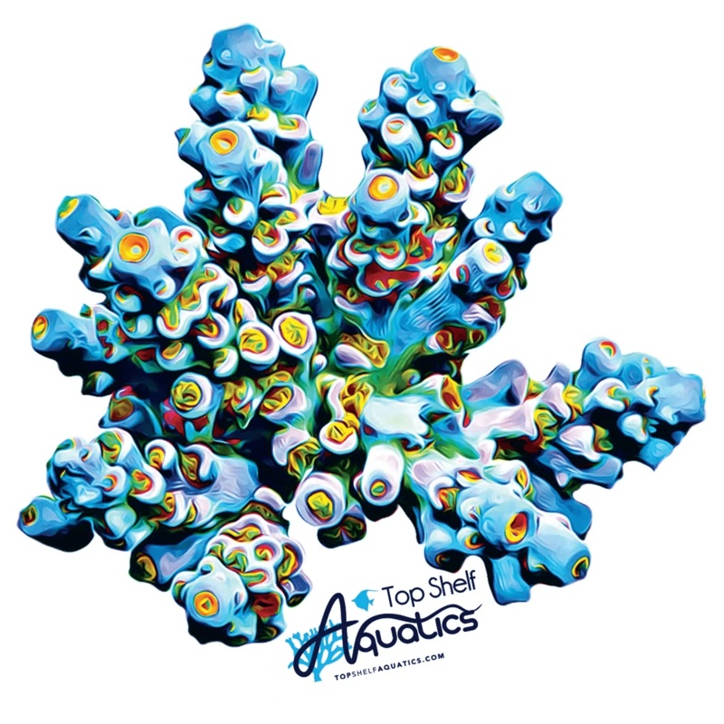 TSA Sunday Driver Acropora Sticker