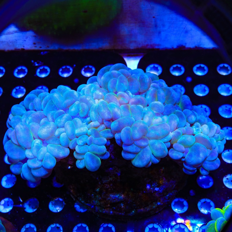 Ultra Bubble Colony Coral