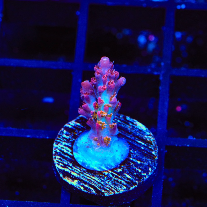 Vivids Confetti Acropora Coral