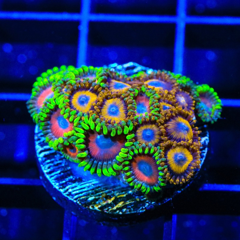 Whammin Watermelon and LA Lakers Zoanthids Coral