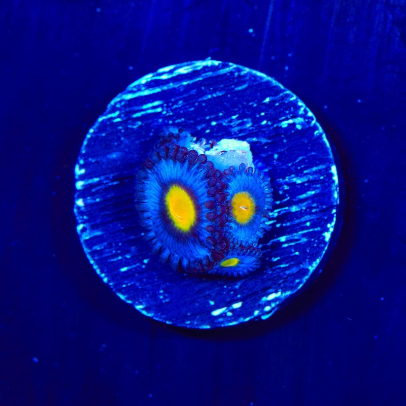 WWC AOI Zoanthids Coral