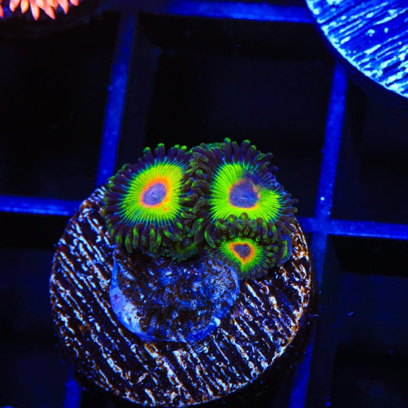 wwc Island Time Zoanthid Coral