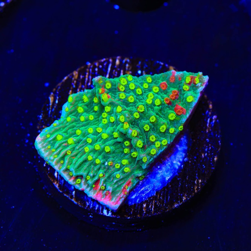 WWC Sunfire Montipora Cap Coral