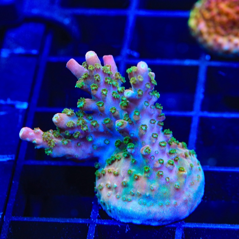 BC Bubblebath Unicorn Acropora XL Frag Coral