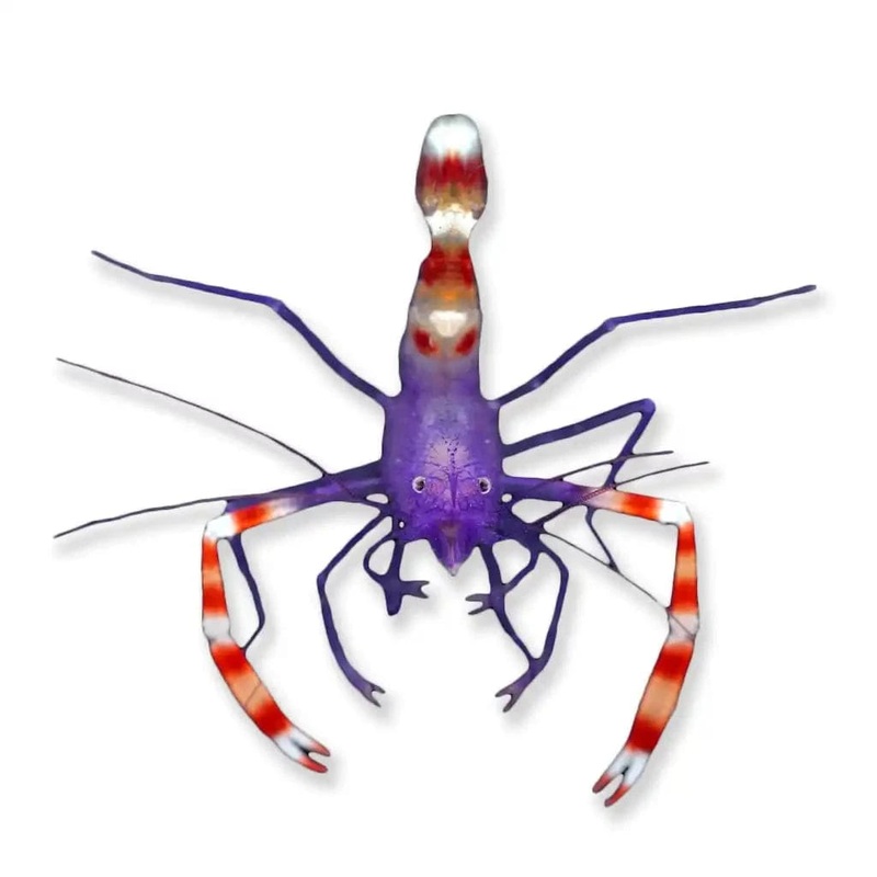 Blue Coral Banded Shrimp