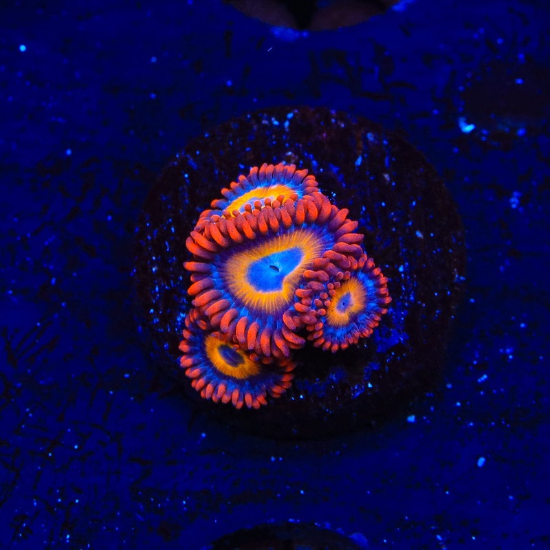Blue Eye Blondie Zoanthids Coral
