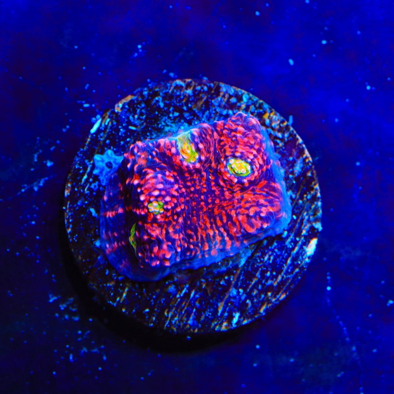 Cherry Slush Chalice Coral