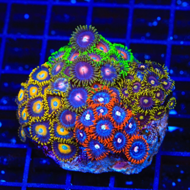 Combo Zoanthid Colony Coral