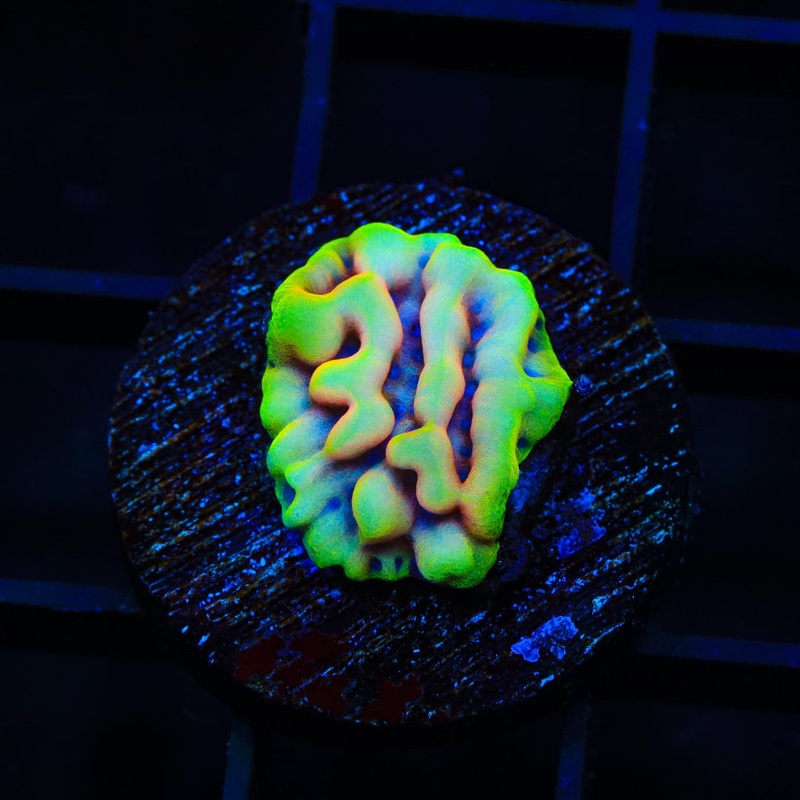 JF Beach Bum Montipora Coral