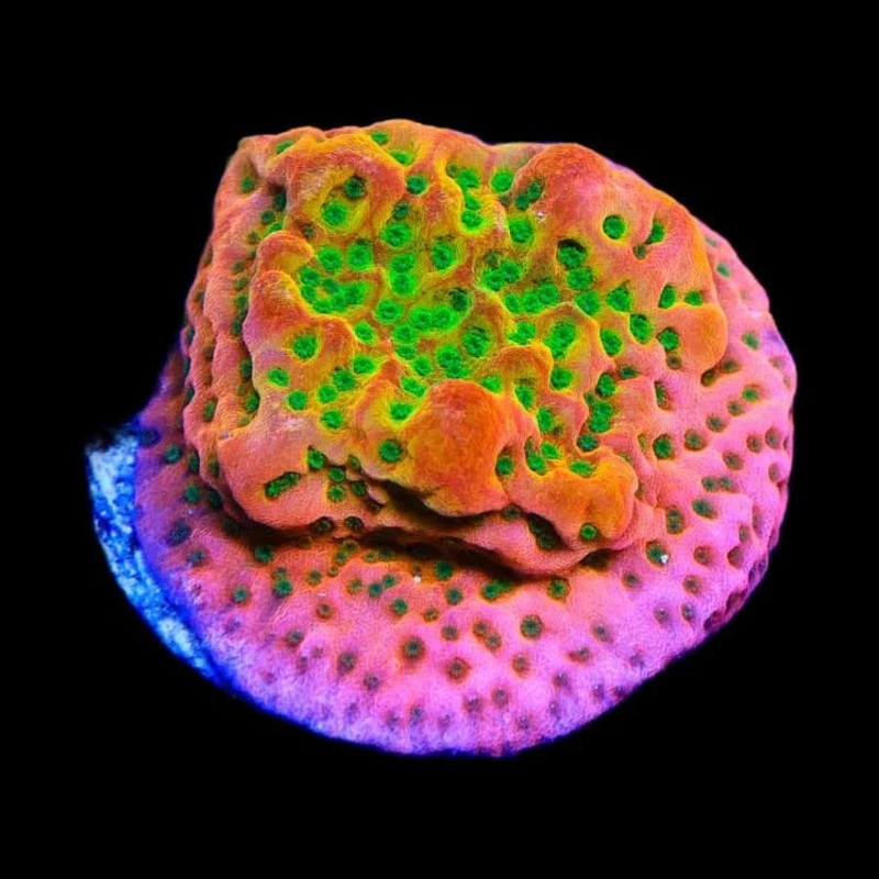 TSA Sugar High Montipora Coral