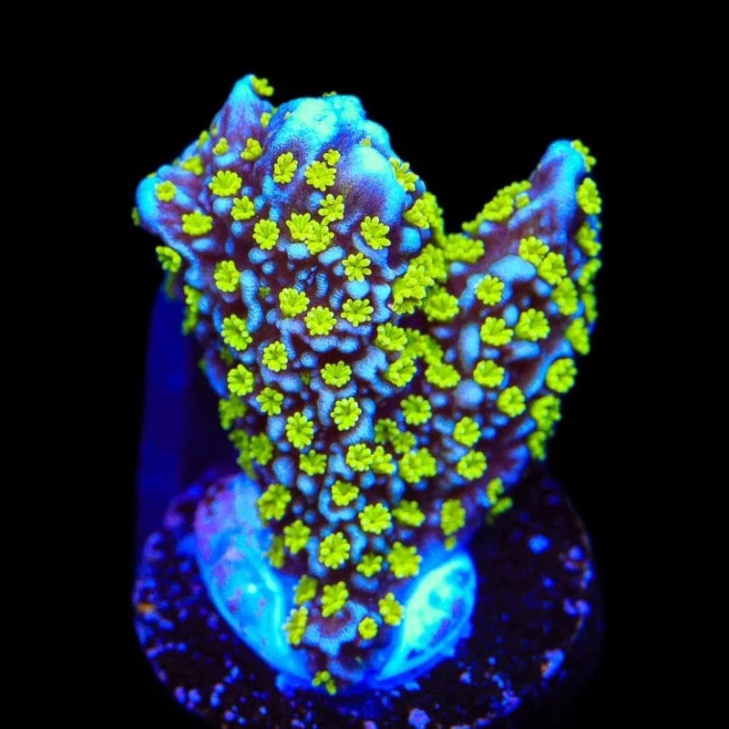 Tubbs Stellata Montipora Coral