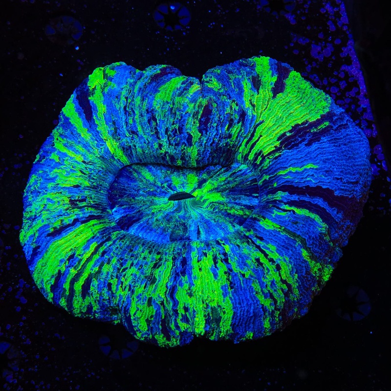 Ultra Trachyphyllia Coral