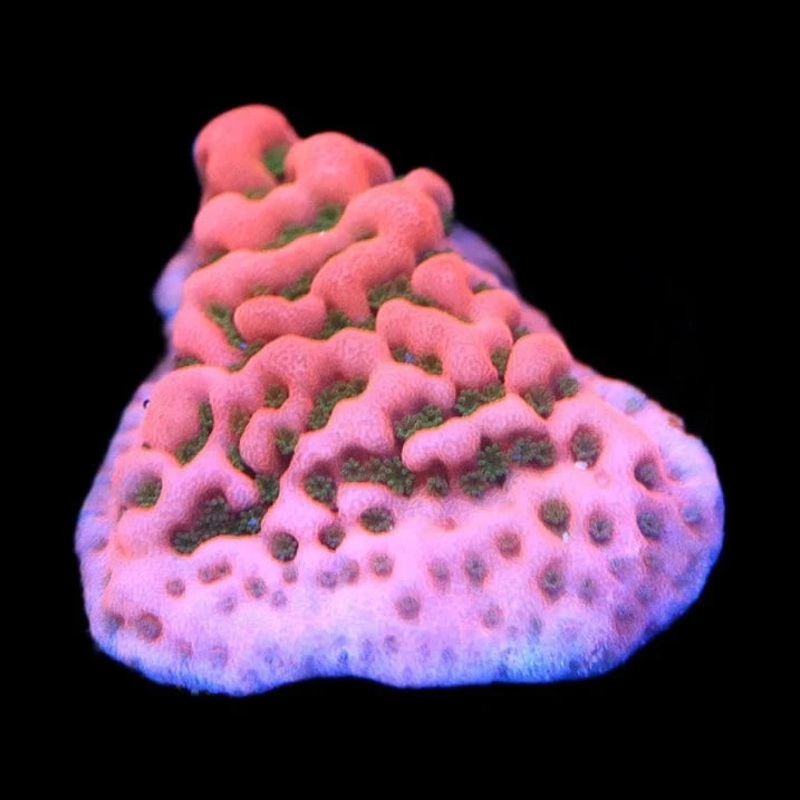 WWC Cherry Tree Montipora Coral