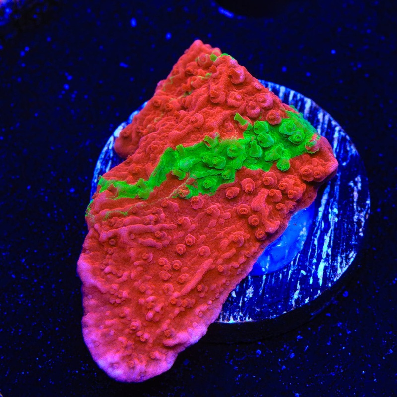 WWC Grafted Montipora Cap Coral