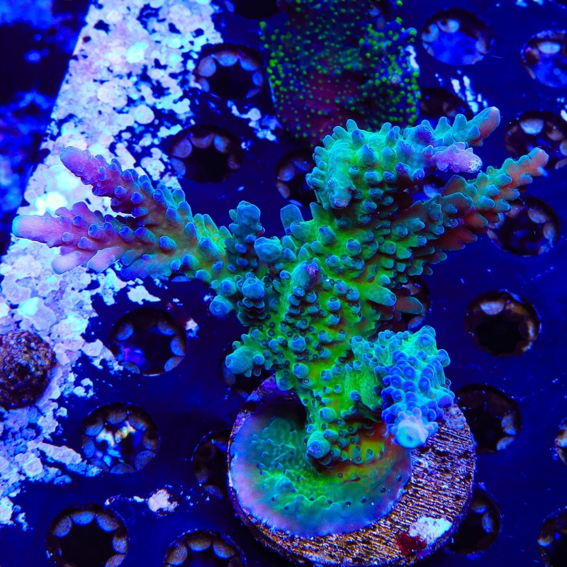 WWC Yellow Tip Acropora Coral