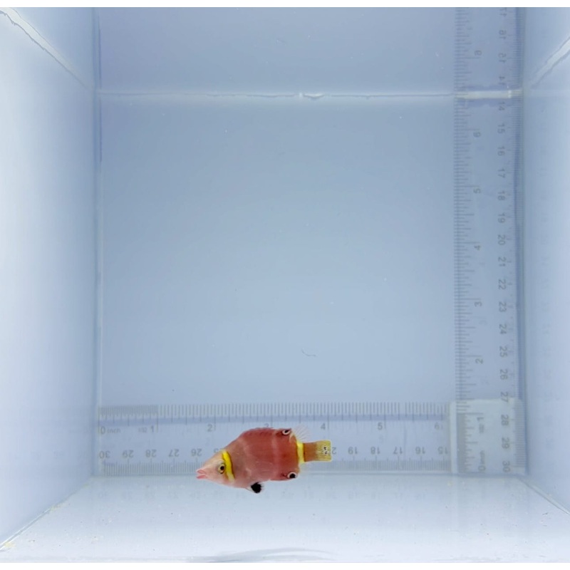 Yellow Banded Possum Wrasse Fish