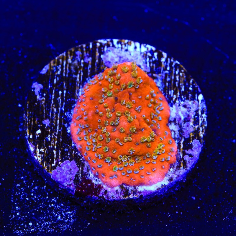 Aquamans Revenge Montipora Coral